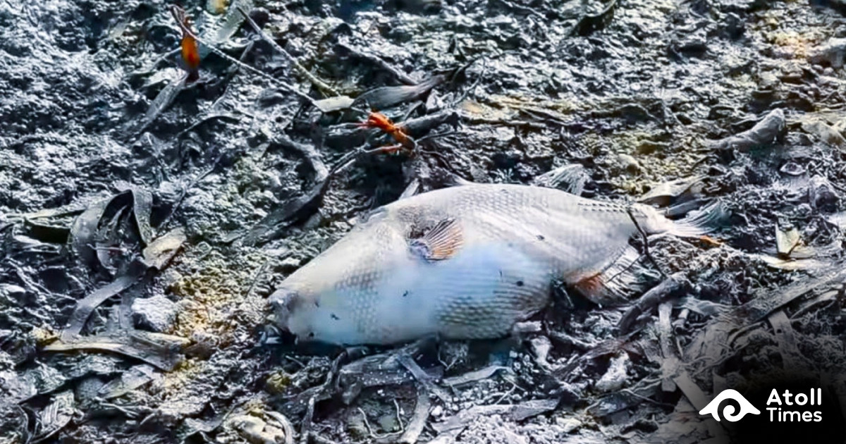 Fish Dead Project Dead fish was up after land reclamation for Hankede bridge | Atoll Times