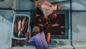 Fish exporters warn industry could collapse without govt aid