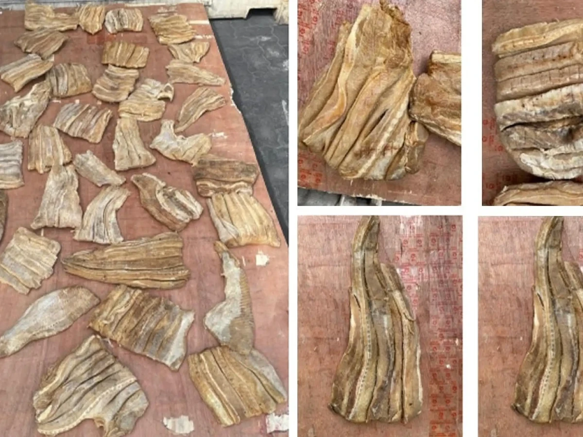 Destroyed Items Customs destroys 582 kg of prohibited sharks, rays | Atoll Times