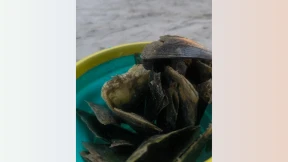 Pen clams found at Rasfannu, public advised to exercise caution