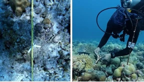 Rasfari coral restoration faces losses from bleaching