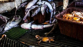 High Court again rejects challenge to gulper shark fishing