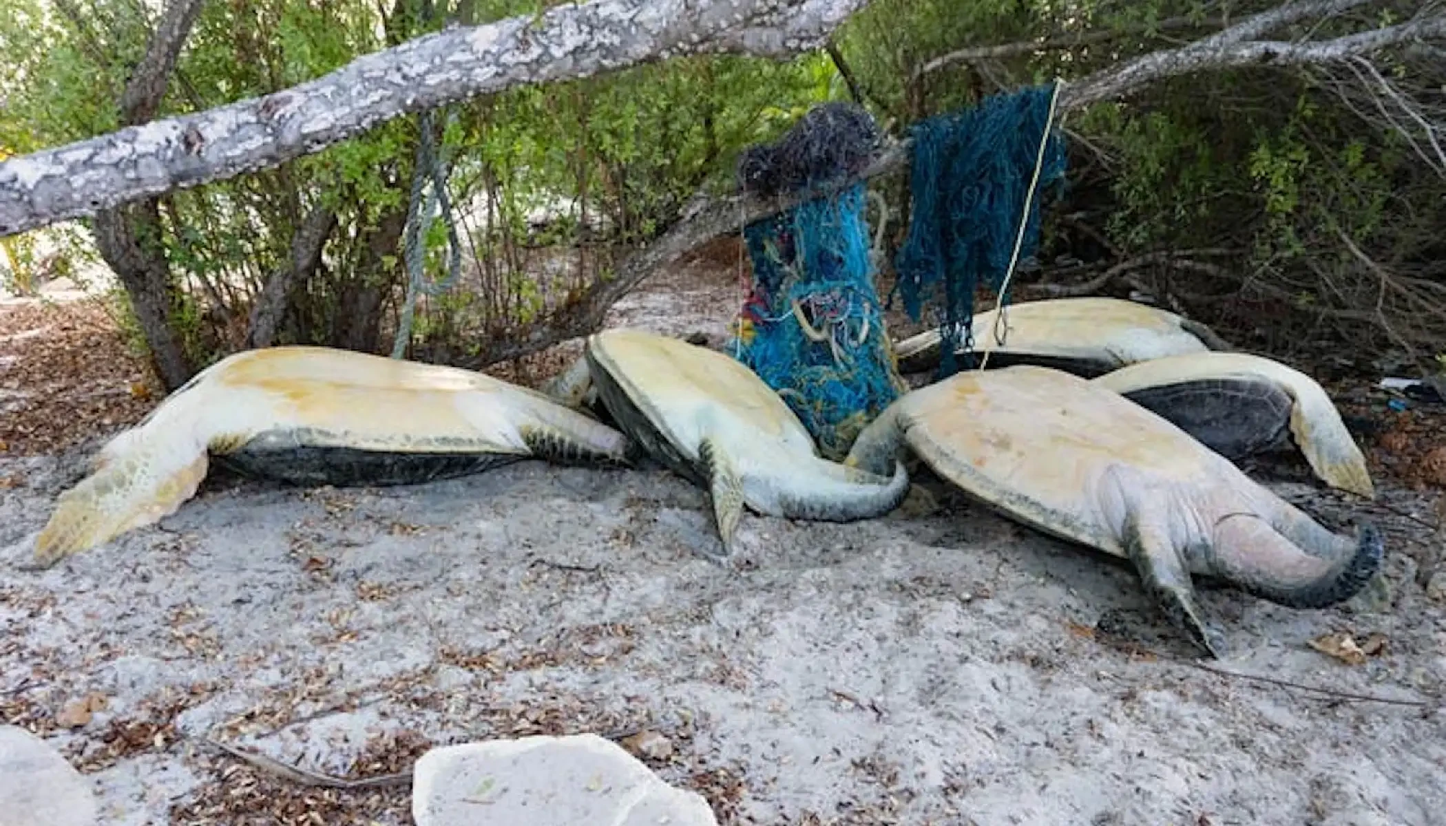 Police probe turtle attack near Kendhoo island | Atoll Times
