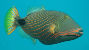 Bill seeks MVR 500,000 fine for catching protected fish species