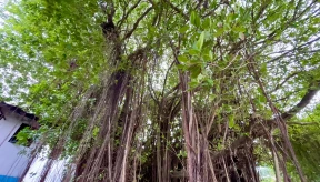 Supreme Court rejects Funavalu construction halt case