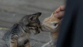 Council seeks control of facility if cat issue remains unresolved